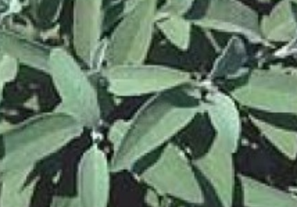Sage Common, Heirloom, Certified Organic