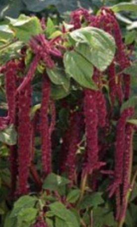 hanging amaranthus plant Amaranthus Caudatus Hanging Red – Sunline Ag