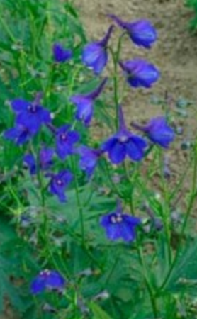 Delphinium cultorum Belladonna Blue