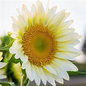 SunFlower Pro Cut White Lite F-1 Hybrid seeds