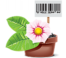 Basil Seeds Organic Certification