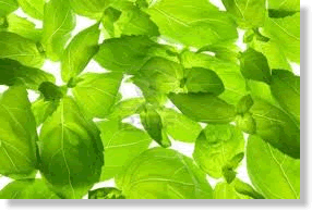 Nutritional Facts About Basil