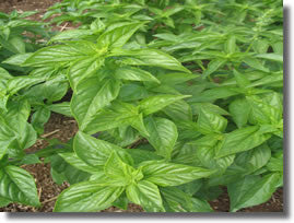 Common Basil Plant Problems and Diseases