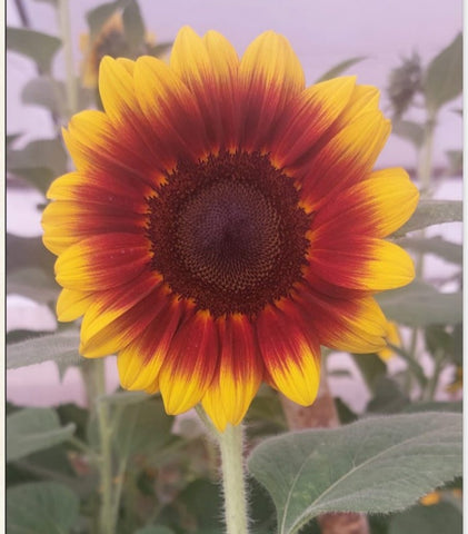 Sunflower Bicolor Flame  F1 Hybrid