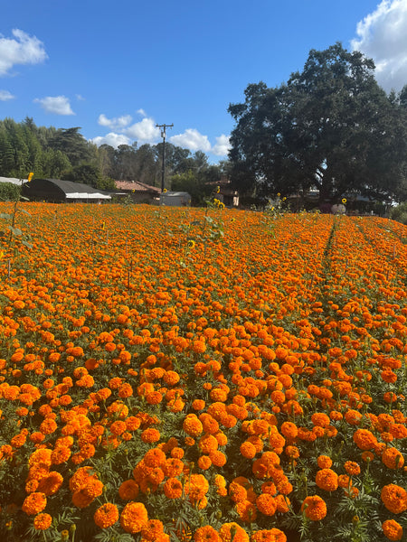 Marigold Tagetes - Orange