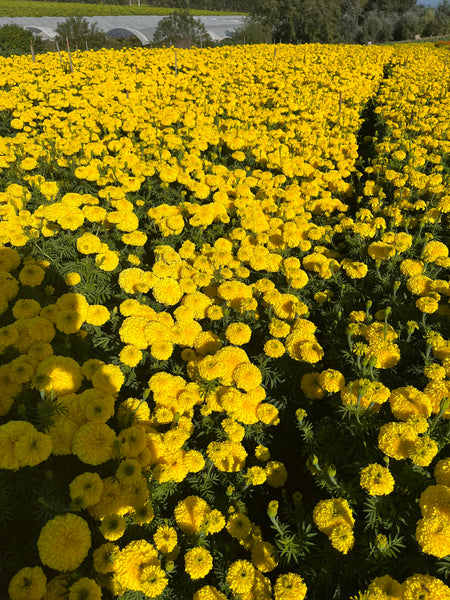 Marigold Tagetes - Chedi Yellow