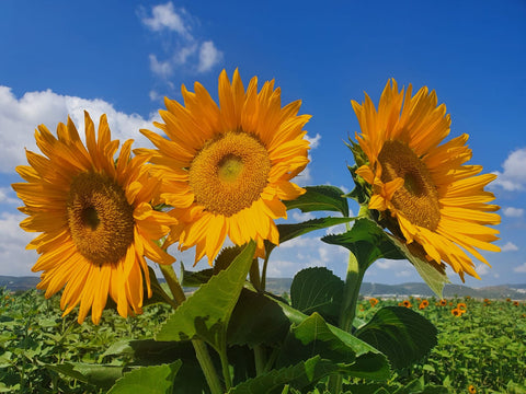 Yellow Core Sunflower F1