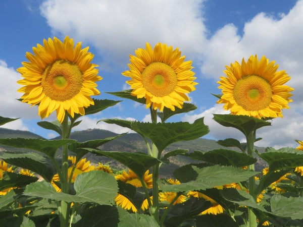 Yellow Core Sunflower F1
