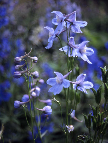 Delphinium Cultorum Belladonna Light Blue