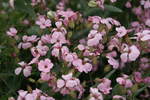 Saponaria - Pink Beauty