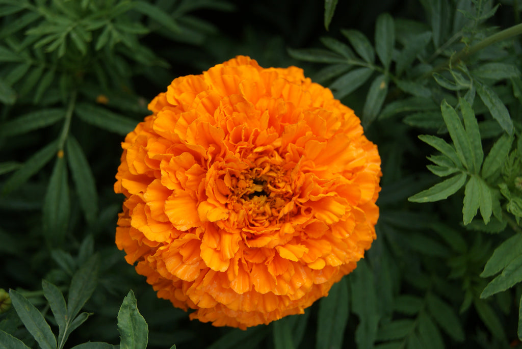 Marigold Tagetes - Orange