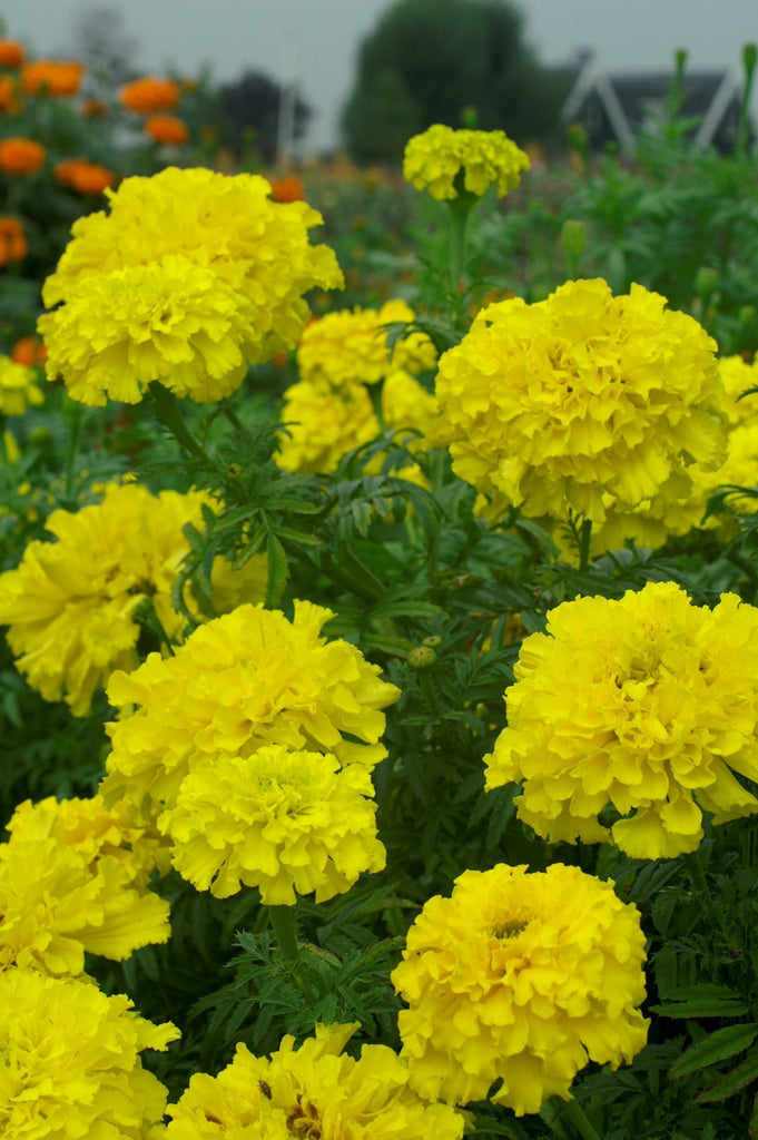 Marigold Tagetes - Yellow