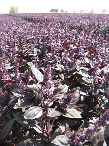 Basil Deep Purple Certified Organic