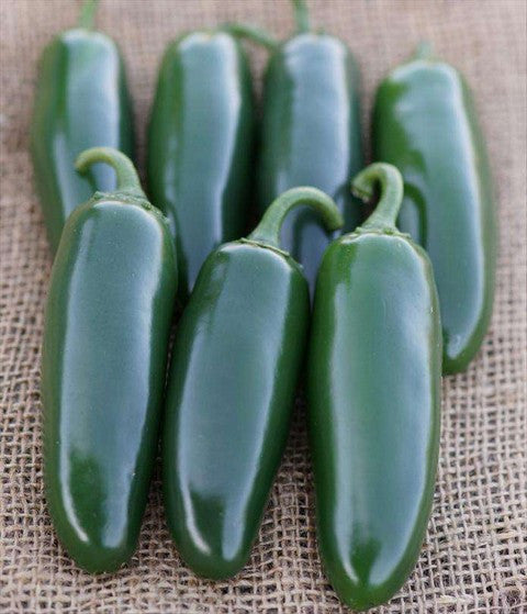 Peppers Jalapeño, Ciclón – Sunline Ag