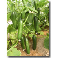 Cucumber, F-1 Manny Biet Alpha Type,  Certified Organic