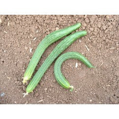 Cucumber Suyo Long - Certified Organic