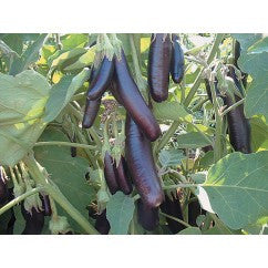 Eggplant Little Finger, Heirloom - Certified Organic