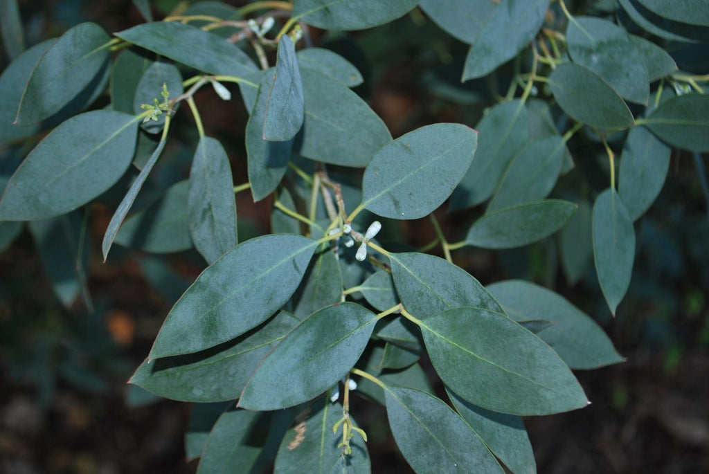 Eucalyptus Gunni