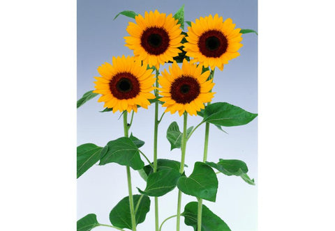 Sunflowers  Sun Bright F-1