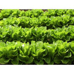 Lettuce Jericho - Certified Organic