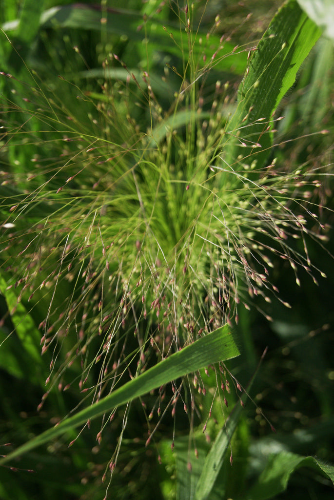 Grass Explosion (Airy Cut Flower Filler)