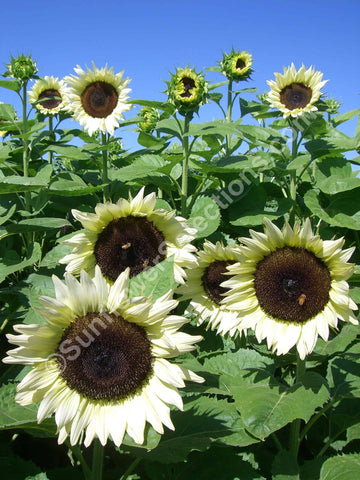 Sunflower ProCut® White Nite