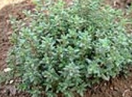 Thyme Summer Certified Organic