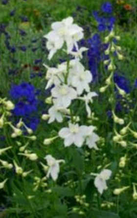 Delphinium Cultorum Belladonna Casablanca White