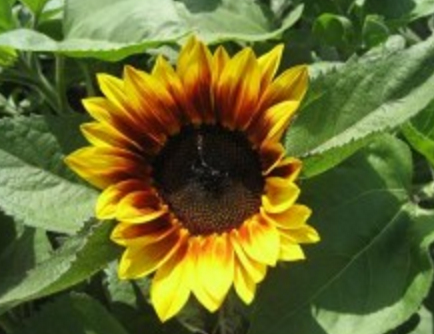 Sunflower Procut  Bi color  F-1 Hybrid
