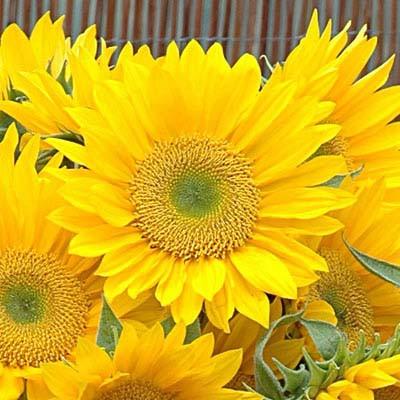 Sunflower Sunrich Gold F-1