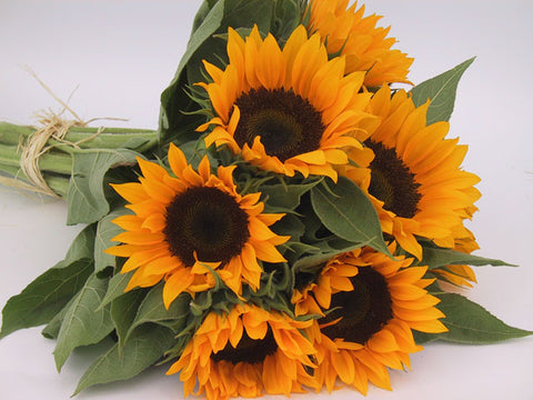 Sunflowers Zohar F-1 Certified Organic