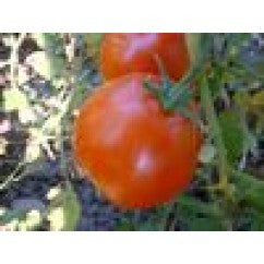 Tomato Burbank