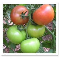 Tomato (Single) TOP-1054 F-1