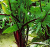 Chicory & Endives, Catalogna Red Stem