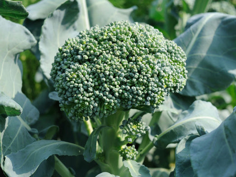 Broccoli, Di Ciccio