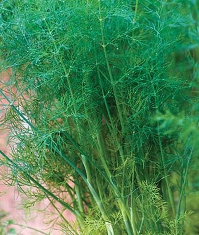 Dill, Bouquet Organic / Conventional