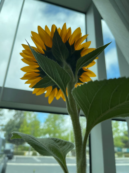 SunKing Orange  Sunflower F1 Hybrid Seeds