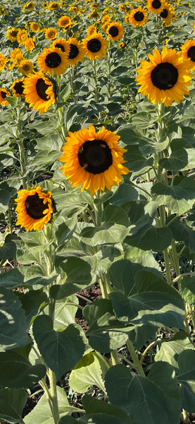 SunKing Orange  Sunflower F1 Hybrid Seeds