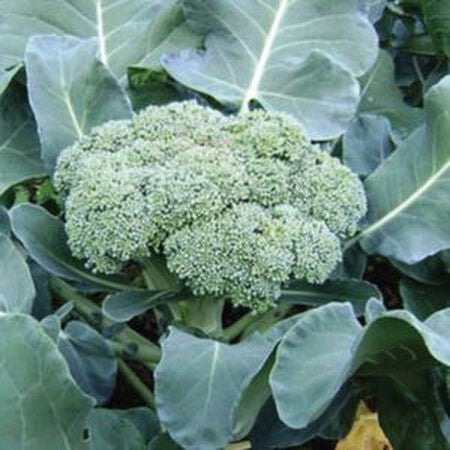 Broccoli, Green Sprouting Calibrese