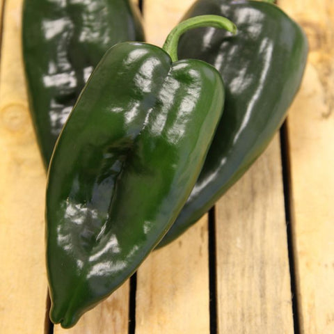 Peppers Hot, Ancho Masivo
