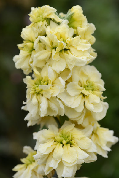Stock Flower (Matthiola Incana) Per Thousand