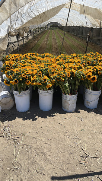 SunKing Orange Supreme  Sunflower F-1 Hybrid Seeds
