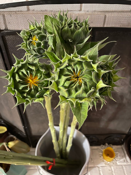 SunKing Orange Supreme  Sunflower F-1 Hybrid Seeds