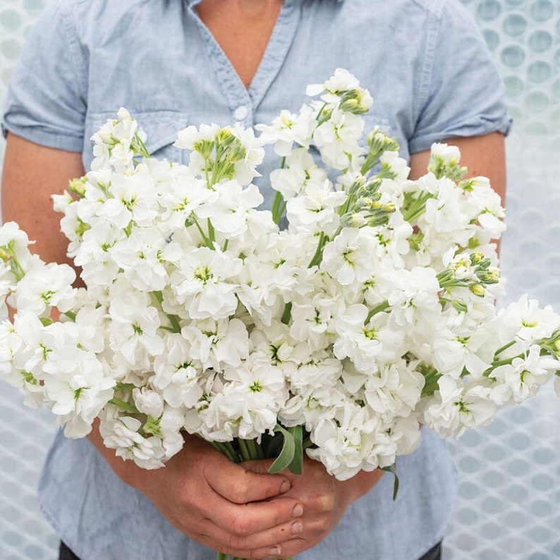 Matthiola Flower Arrangement | Best Flower Site